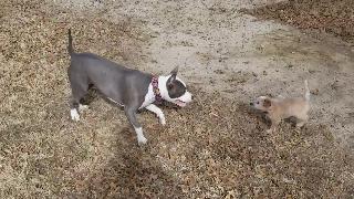 Питбулл нападает на щенка хилера 