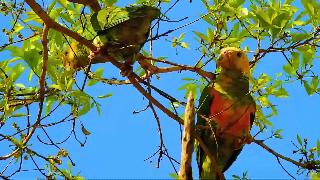 Гармония природы попугайштормовая пара желтоликий попугай