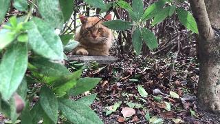 Тигровый тигр который разозлился на матькота микане и спрятал его парк бездомных кошек видео японский страйкэт видео
