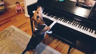Эта собака умеет играть на пианино лучше чем ты талантливый пес