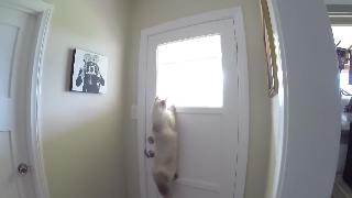 Кошка прикидывает умный способ выглянуть в окно