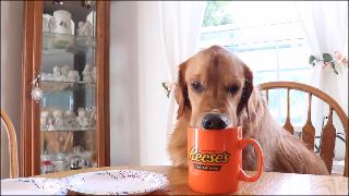 Смешная собака пьет утренний кофе собака напивает из кофейной чашки