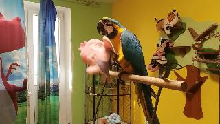 Попугай ара делает гимнастику