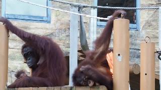 Тама зоопарк сжал сиськи рикичан борнео орангутан