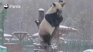 Панды любят или ненавидят снег проверь это