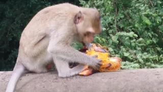 Вау я не знаю про обезьян едят фрукты браун вау смешно едят обезьяны 