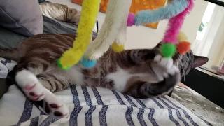 Игрушка для кошек жезл пушистые шарики помоны играя демонстрация