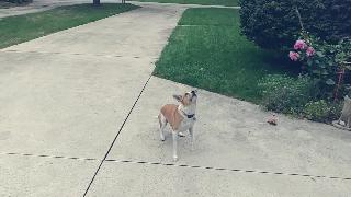 Бенджи ловит мяч в замедленном темпе собака ловит мяч