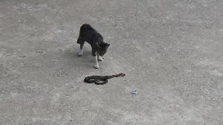 Кот против змеи