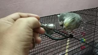 Птицы попугаи реагируя на белл звук
