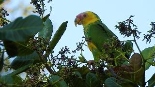 Лысый попугай желтоликий попугай попугайгалицкий