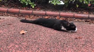 Чернобелая персия мне любопытно но я впервые пойду спать видео с кошек в парке