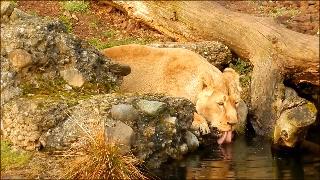 Питьевая вода львицы львы пьяницы воды