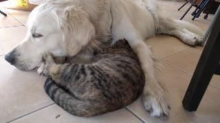 Кошка нападает на золотистого ретривера скучающая собака