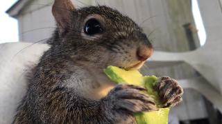 Сеймур наслаждается своим авокадо снаружи