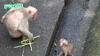 Малышка плачет малышка обезьяна