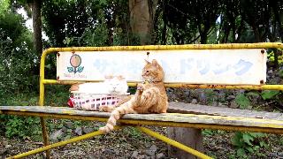 Сидя на скамейке чайного тигра