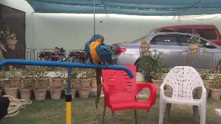 Синяя и желтая ара