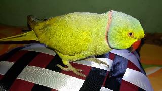 Потрясающий попугай