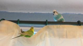 Волнистые попугайчики в болтон ланкашир
