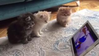 Симпатичные кошки смешные кошачьи видео сборник смешных кошек
