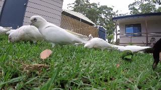 Дикие австралийские птицы на заднем дворе озптицы