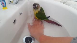 Утренняя баня для попугая