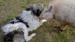 Собака и свинья лучшие друзья