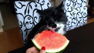 Забавный кот ест арбуз