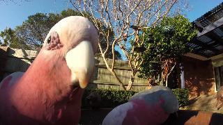 Розовые галахи дикие австралийцы птицы на заднем дворе птицы оз