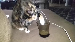 Очаровательная кошка пьет молоко