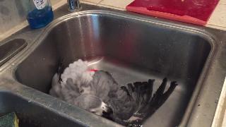 Прикольный попугай чарли принимает ванну симпатичная птичка