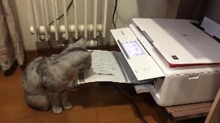 Котята которых касается принтер принтер против котенка 