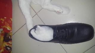 Чайная чашка котенка спит в туфлях