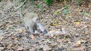 Забавный щенок против обезьян храбрый щенок приколись с дружелюбными обезьянами 