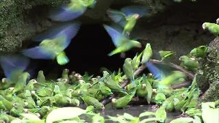 Сотни попугаев едят глину в дождевом лесу эквадора