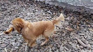 Ветреный и волнистый день на озере кутеней ветвь дерева для собак британская колумбия канада