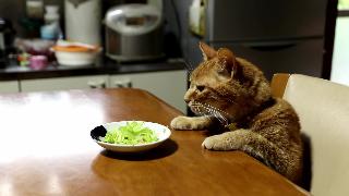 Салат салат на столе