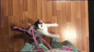 Кошки играют со шнурками