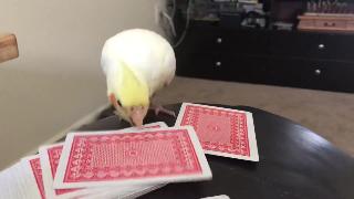 Бирб играет с картами