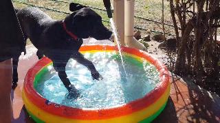 Марцелл большой щенок дагги черный лабрадор любит воду
