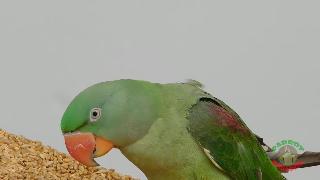 Попугай ест семена