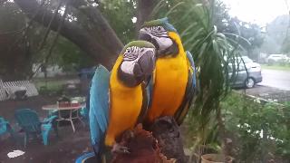 Попугаи ара наслаждающиеся почти тропическими условиями
