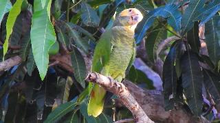Попугай попугай с желтым лицом зрелища в природе