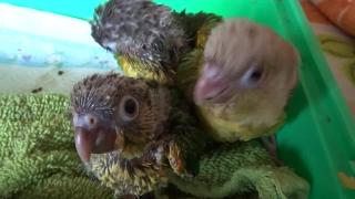 Попугай младенцев