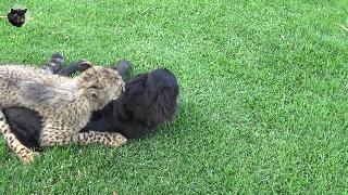 Молодой гепард играет со своим другомсобакой