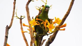 Настоящий попугай ест цветы попугай с бирюзовым лицом
