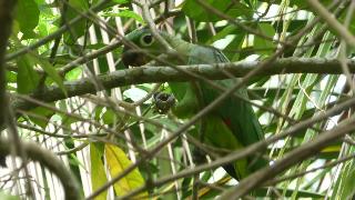 Кормление попугаев мили в национальном парке тортугеро моменты путеводитель по природе