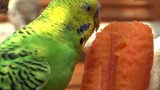 Попугаи волнистые зеленый кобель и морковь