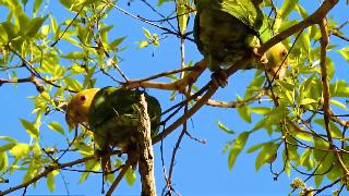 Пара галицких попугаев смотрящих на оператора желтоликий попугай